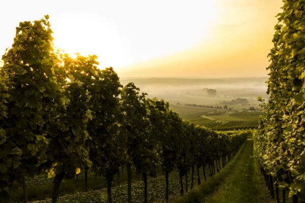 En dybdegående guide til pinot: Vinens skat