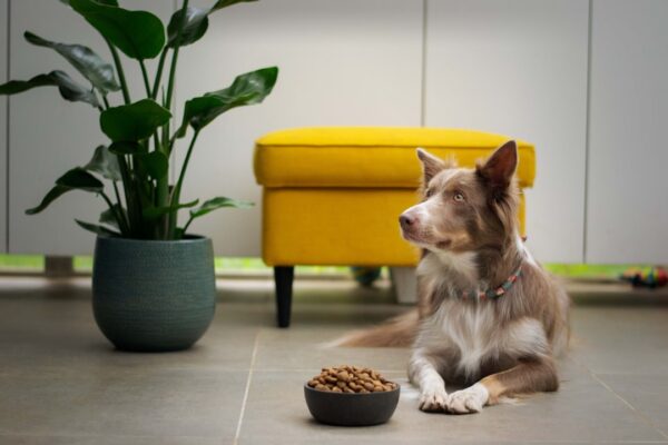 Hundefoder: Det Rigtige Valg for Din Hunds Sundhed